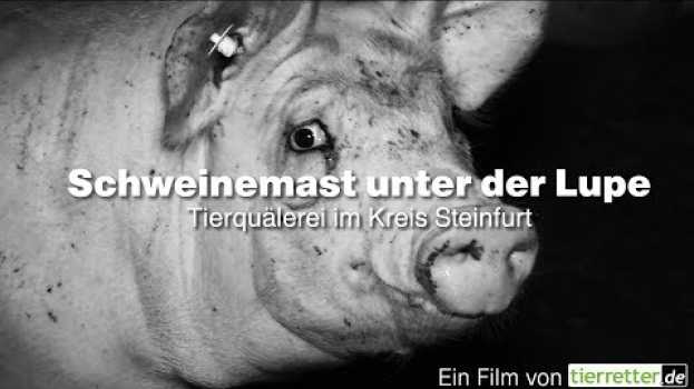 Video Schweinemast unter der Lupe - Tierquälerei im Kreis Steinfurt // tierretter.de in English