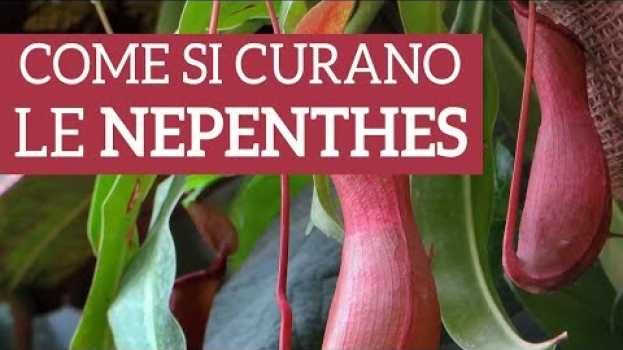 Video Nepenthes, come prendersi cura di una pianta carnivora em Portuguese