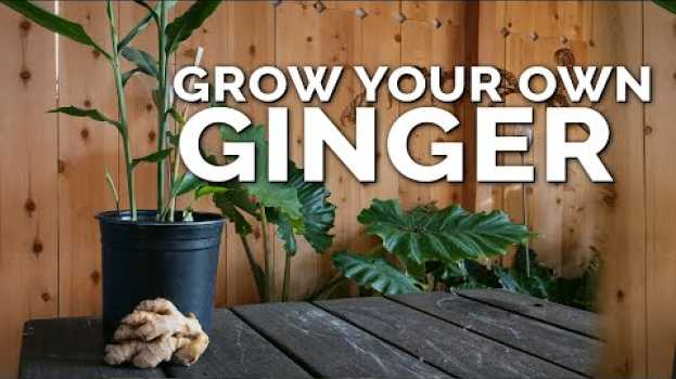 Video How to Grow Ginger in Containers And Get a Huge Harvest su italiano