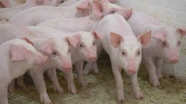 Video La semaine verte | Biosécurité et virus : peut-on tirer des leçons de l'industrie porcine? en français