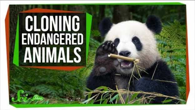 Video Why Can’t We Clone Endangered Species to Save Them? su italiano