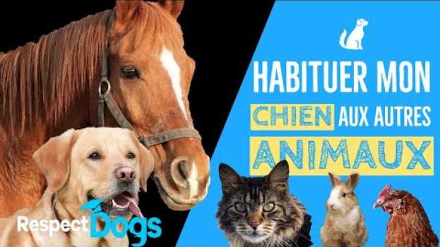 Видео COMMENT HABITUER MON CHIEN AUX AUTRES ANIMAUX ? на русском
