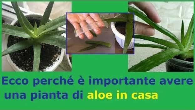 Video Aloe vera. Ecco perché è importante avere questa pianta dai mille benefici in casa em Portuguese