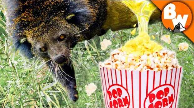 Видео This Animal’s PEE Smells like Popcorn?! на русском