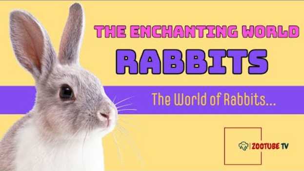 Video The Enchanting World of Rabbits | Wildlife Documentary | Natural History em Portuguese
