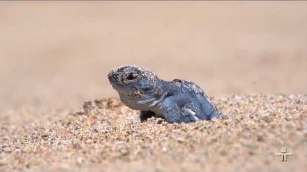 Видео Um pouco sobre o Projeto Tamar que auxilia na proteção de tartarugas marinhas на русском