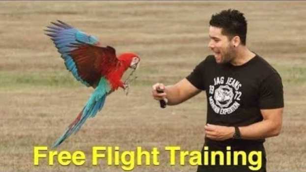 Video Grupa wolnych lotów w Australii - cz.2 - czy moja papuga też może tak latać? en français