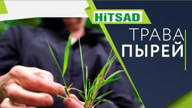Video Как навсегда избавиться от травы Пырей ✔️ Советы огородникам от Хитсад ТВ em Portuguese