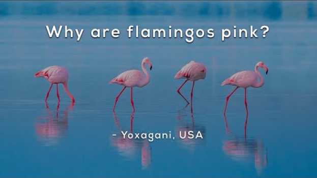 Video Why are flamingos pink? em Portuguese