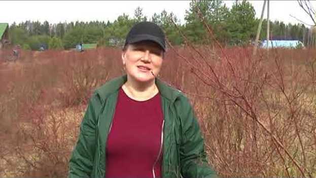Video Как ухаживать за голубикой весной na Polish