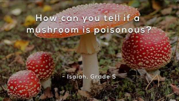 Video How can you tell if a mushroom is poisonous? en Español