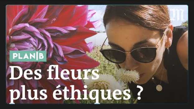 Video Pourquoi les roses de la Saint-Valentin sont un cadeau empoisonné #PlanB em Portuguese