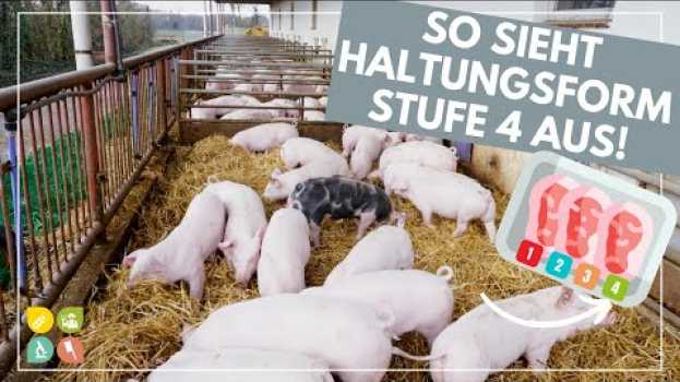Video Glori goes Tierwohl | Die Haltungsform hinter dem Fleischlabel | Stufe 4  - Premium su italiano