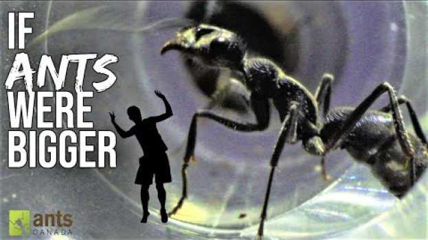 Video What If ANTS Were BIGGER? en français