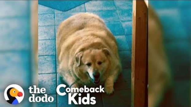 Video Watch What Happens When This Dog Loses 100 Pounds! | The Dodo Comeback Kids en français