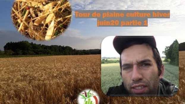 Video Que devient l'avoine a la volée? tour de plaine culture céréales et pois 2020 partie 1 na Polish