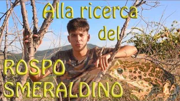 Video Alla ricerca del Rospo smeraldino (Bufotes balearicus) in English