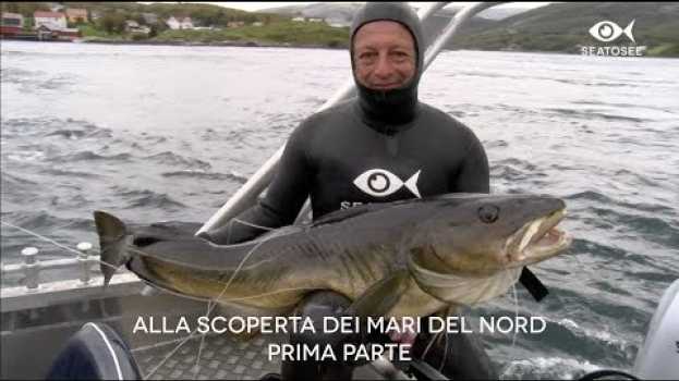 Video Spearfishing around the World: Alla Scoperta dei Mari del Nord - prima parte em Portuguese