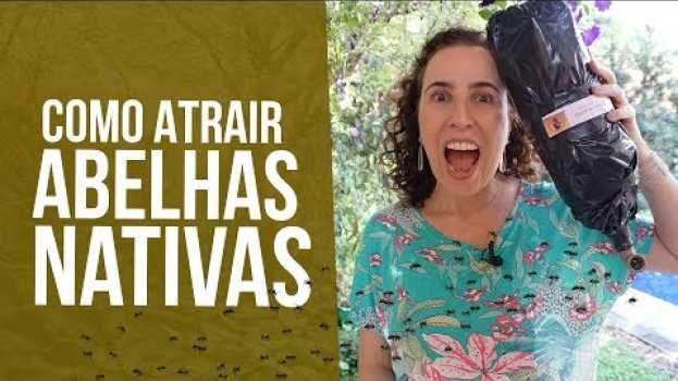 Video COMO ATRAIR ABELHAS (SEM FERRÃO) PARA O JARDIM | Nô Figueiredo in English