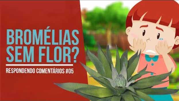 Video Minhas Bromélias Não Florescem! Respondendo Comentários #05 | Nô Figueiredo en Español