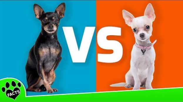 Видео Miniature Pinschers vs Chihuahuas: Which is the Perfect Tiny Companion? на русском