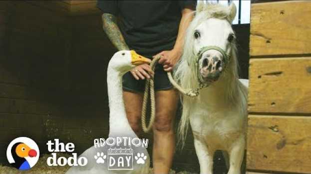 Video Rescued Goose, Mini Horse Are Inseparable — Watch Them Get Adopted Together | The Dodo Adoption Day su italiano
