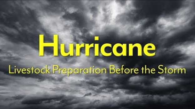 Video Hurricane - Livestock Preparation Before the Storm in English