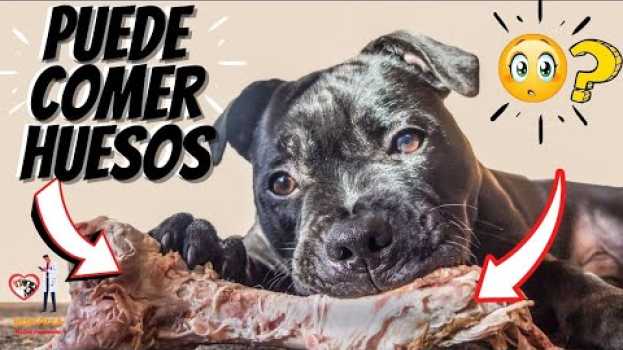 Video 🛑 Qué  HUESOS Puede comer un  PERRO ⏩ Descubre [ 3 ] BENEFICIOS que BRINDAN Los HUESOS  a tu PERRO✅ em Portuguese