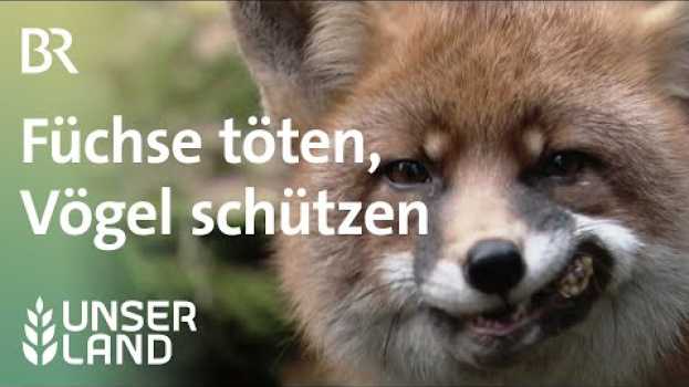 Video Füchse töten, um Vögel zu schützen - Naturschutzprojekt für Wiesenbrüter | Unser Land | BR su italiano