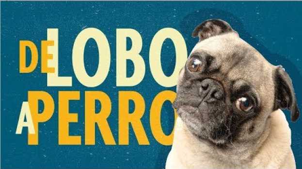 Video ¿Qué hace que ames a tu perro? | EXPLAINERS em Portuguese