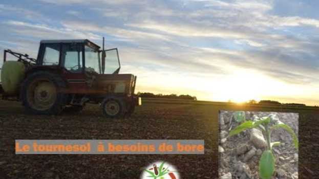 Video le tournesol plante qui a besoin de bore pour une belle floraison #38 em Portuguese