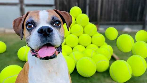Видео Surprising my dog with 100 GIANT Tennis Balls! 🎾🐶( BEST REACTION !!🎉) на русском