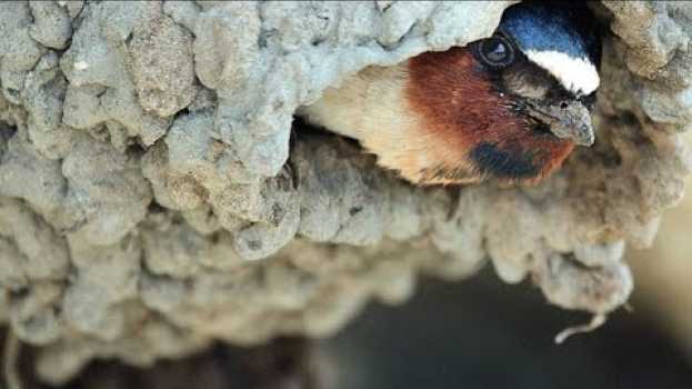 Video How Bison Are Helping Cliff Swallows Build Their Nests en Español