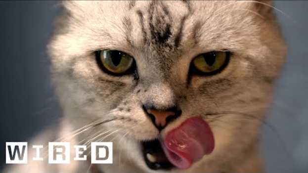 Video Cat Expert Explains Why Some Cats Eat Human Corpses | WIRED en Español