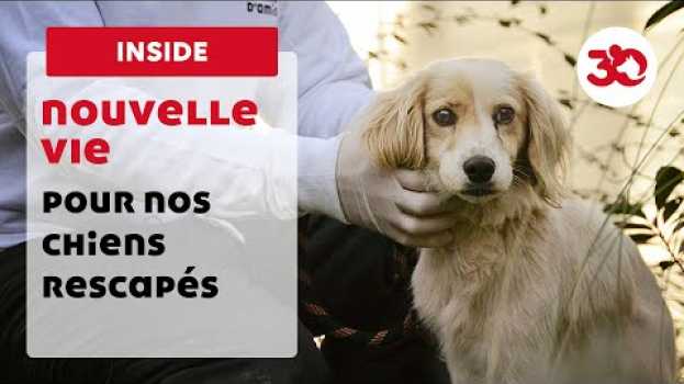Video Ces chiens rescapés sont aujourd'hui choyés dans notre refuge en Español