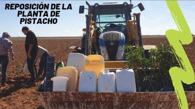 Video Reposición de la planta después del primer verde en Español
