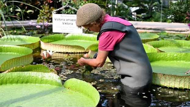 Video Die Königin der tropischen Seerosen | So wächst sie im Botanischen Garten Augsburg heran na Polish