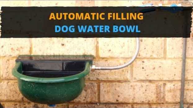 Video You Need to See This Auto-Fill Water Bowl for Your Pets en Español