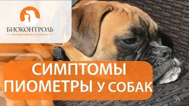 Video Пиометра у собак. 🐾 Как развивается пиометра у собаки и каковы способы ее лечения? en Español