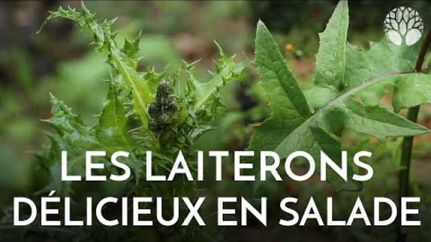 Видео Les laiterons : délicieux en salade et cuits aussi ! на русском