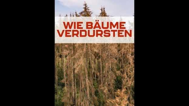 Video Wie Bäume verdursten #shorts in Deutsch