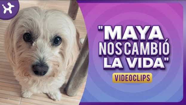 Video Cuando un perrito te cambia la vida ? em Portuguese