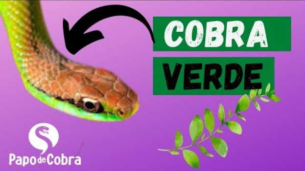 Видео COBRA VERDE ou CIPÓ (Philodryas olfersii) | Cobras Brasileiras #9 | Papo de Cobra на русском