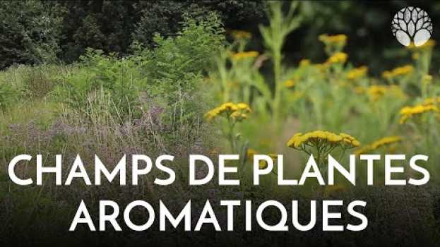 Video Origan et tanaisie, un champ de plantes aromatiques d'été ! su italiano