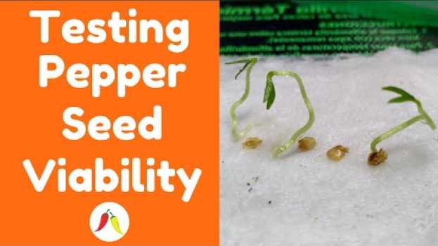 Video Testing Pepper Seed Viability To Speed Up Germination & Tell If Your Seeds Are Still Good in English