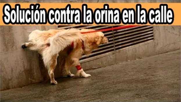 Video Que Hacer Cuando Tu Perro Orina en la Calle in English