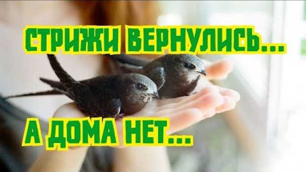 Video СТРИЖИ ВЕРНУЛИСЬ, А ДОМА НЕТ ..ЖАЛКО / Swifts back, but no home ..Sadly in Deutsch