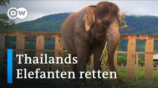 Видео Die Elefantenretterin von Chiang Mai | Global Ideas на русском