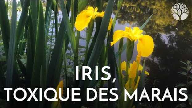 Video L'iris : toxique des marais ! su italiano
