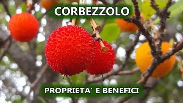 Видео Corbezzolo: 10 Proprietà e Benefici | Curiosità dalla Sardegna на русском
